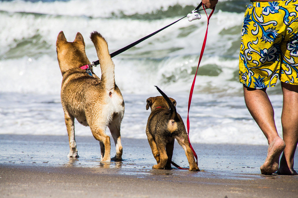 Img perros playas mascotas