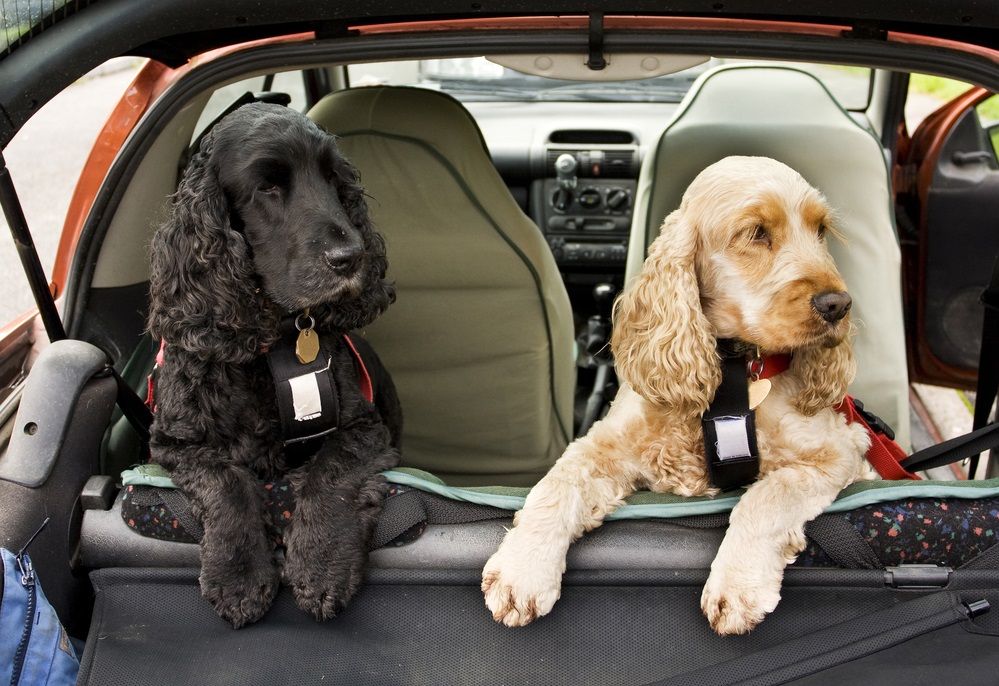 Tu perro se marea cuando viaja en coche? 4 trucos peludos |