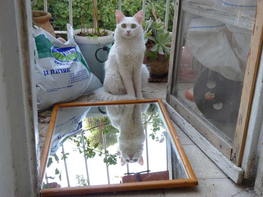 Img restaurar espejo