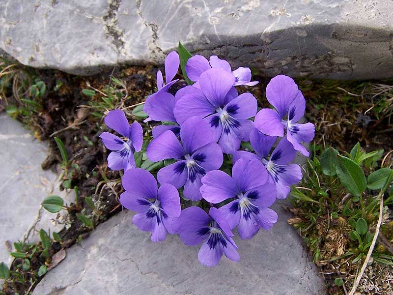 Img violetas
