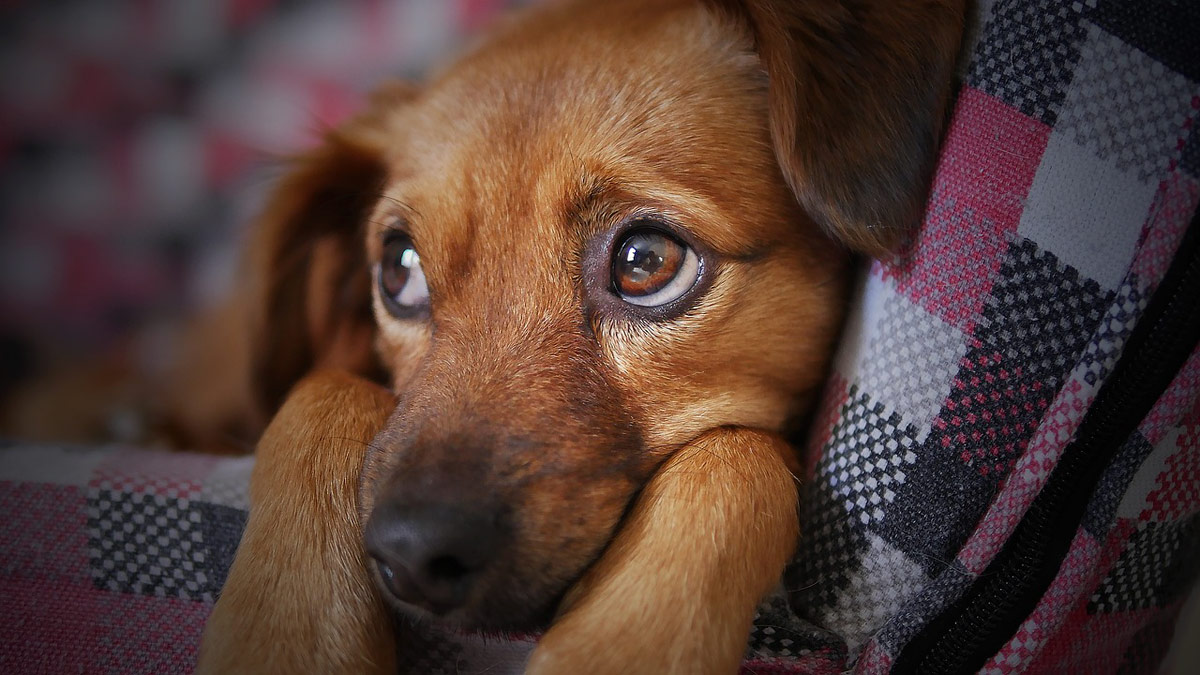 símptomes d'estrès en el gos