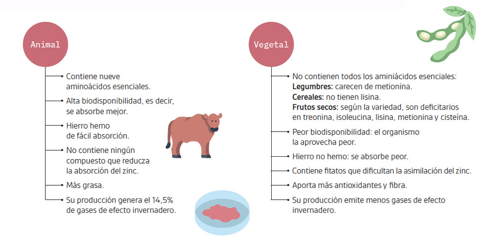diferenzas entre proteína animal e vexetal