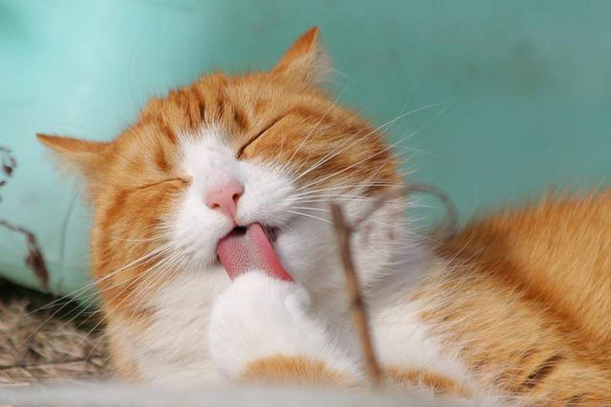Adjuntar a Gimnasia lista Por qué se lamen tanto los gatos? | Consumer
