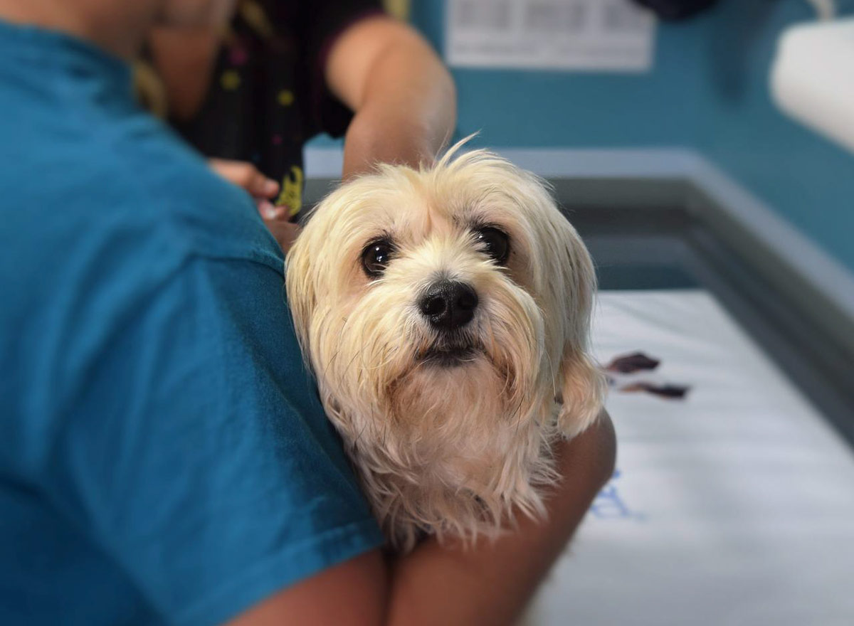 veterinario antes de viajar con mascota