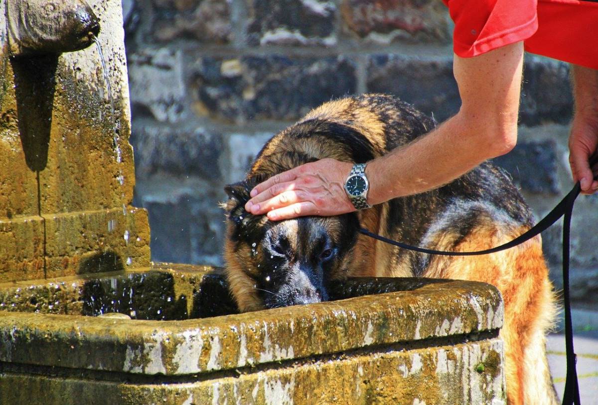 Ofrecer agua al perro es vital para combatir el calor