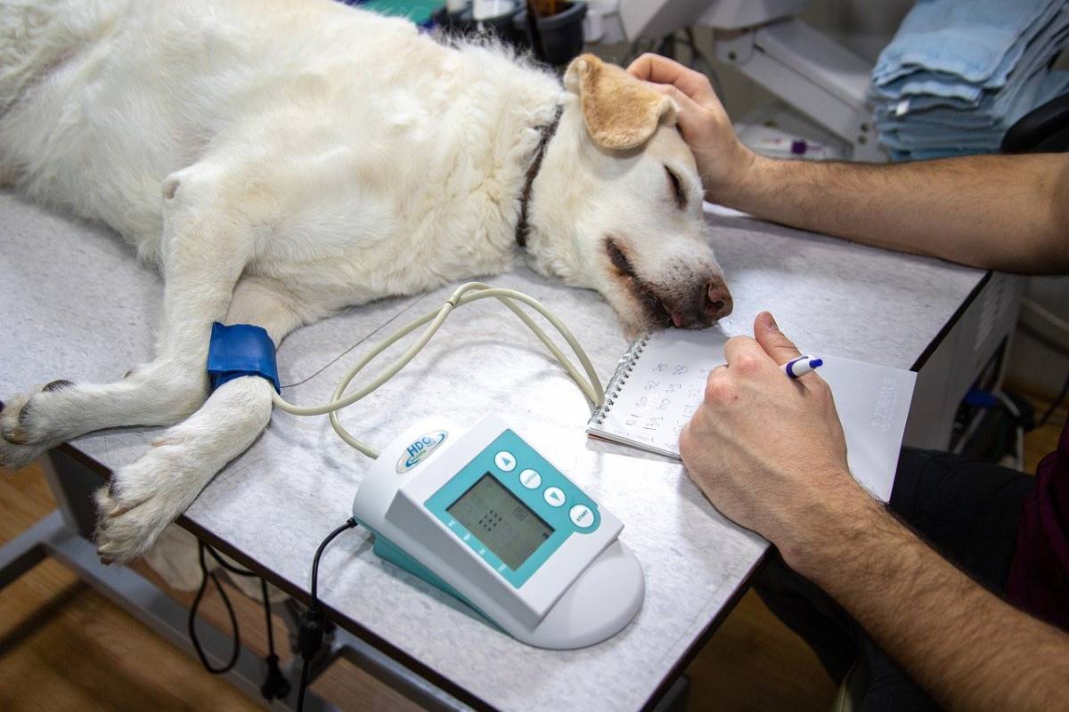 Las quemaduras pueden requerir atención veterinaria