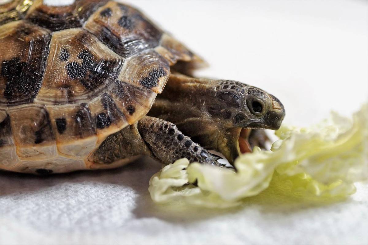 tortuga comiendo vegetales