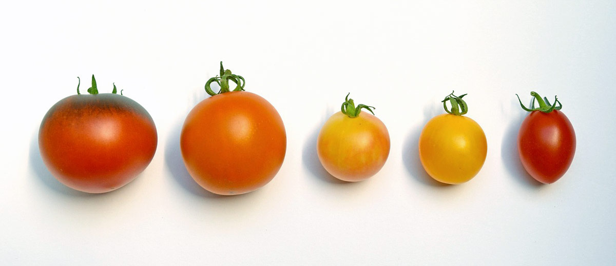 se puede congelar tomate