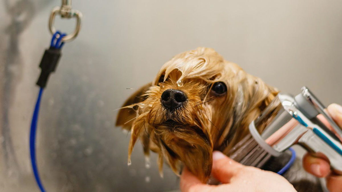 bañar y peinar perro