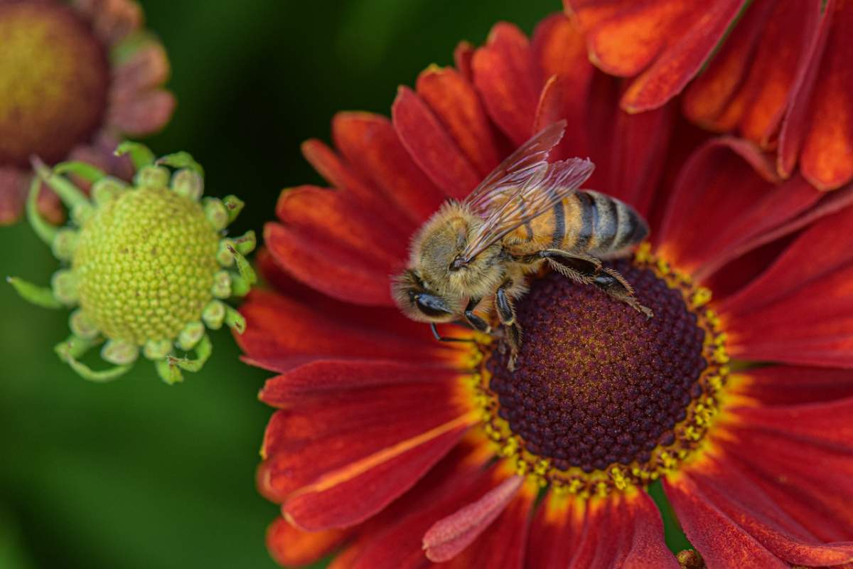 abejas polinizadoras