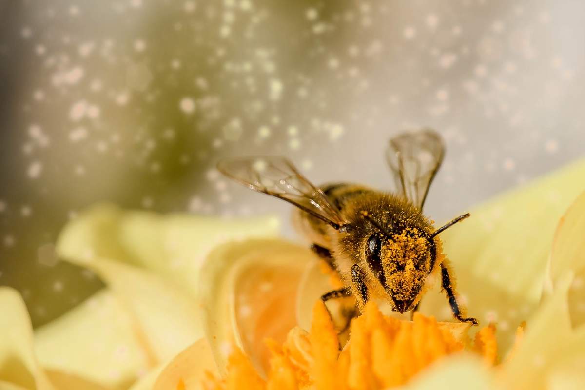 abejas polinizadoras salud