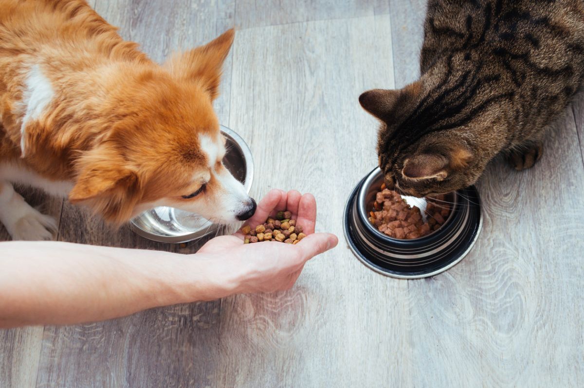 diferencies dieta gossos i gats
