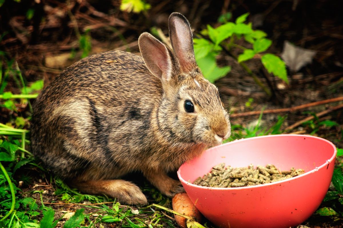 alimentar conejo con pienso