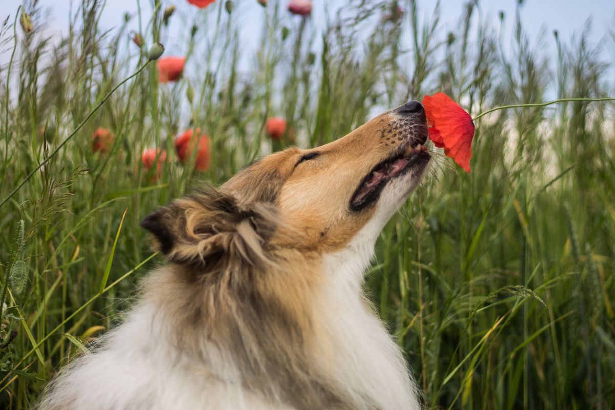 cómo estimular el olfato del perro