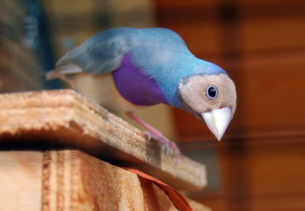 cómo detectar parásitos en mi pájaro