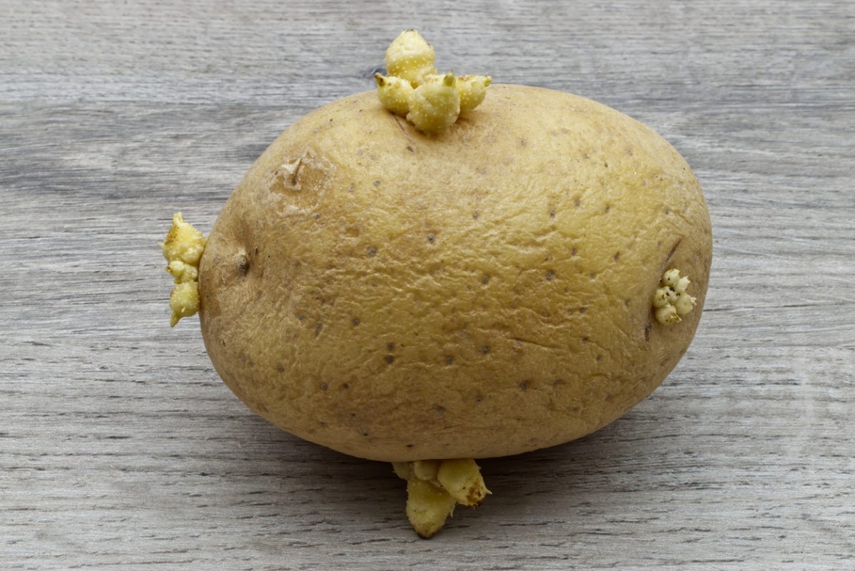 patatas germinadas problemas salud