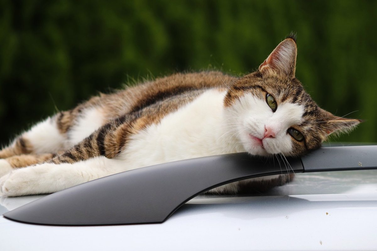 Cómo evitar que un gato se maree en el coche