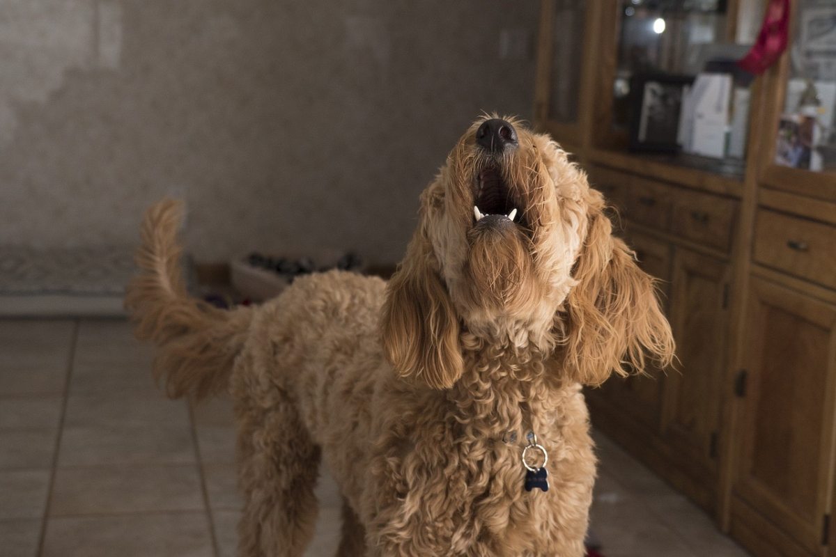 mi perro ladra demasiado