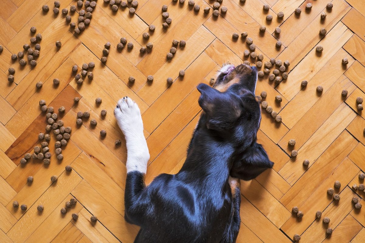 comer la comida del perro