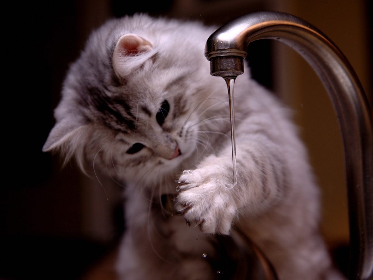 refrescar gato con agua en verano