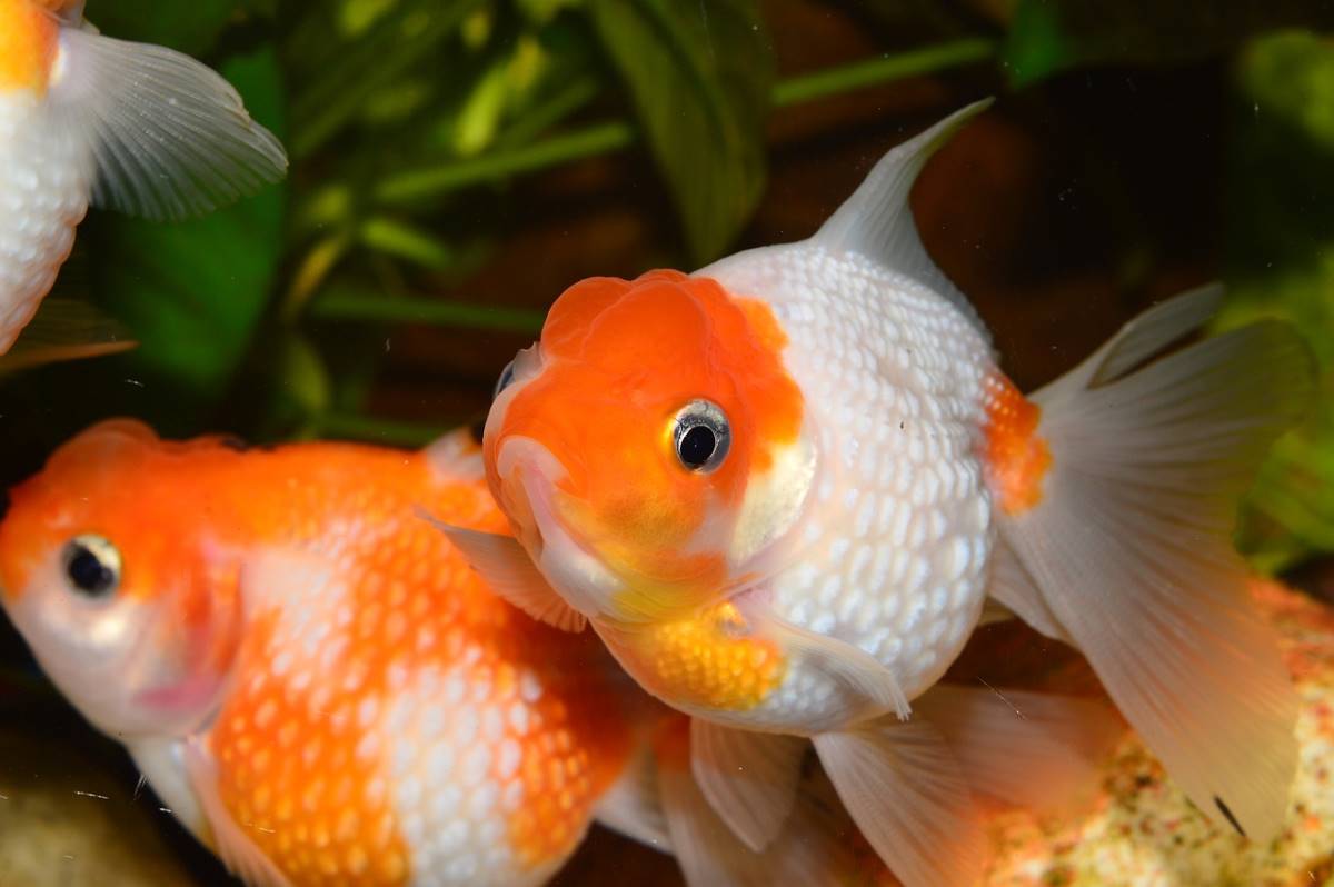 Goldfish, pez de agua fría