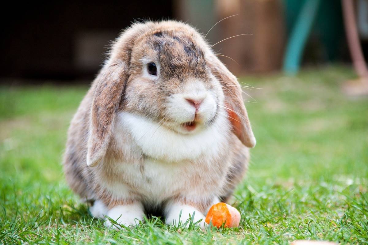 Los conejos deben hacer actividad física