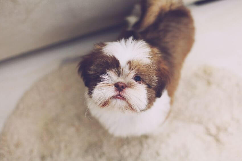 Lhasaapso1