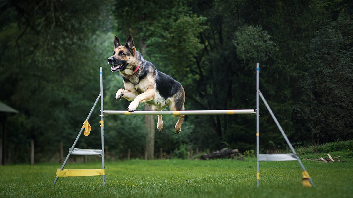 Pastor aleman agility