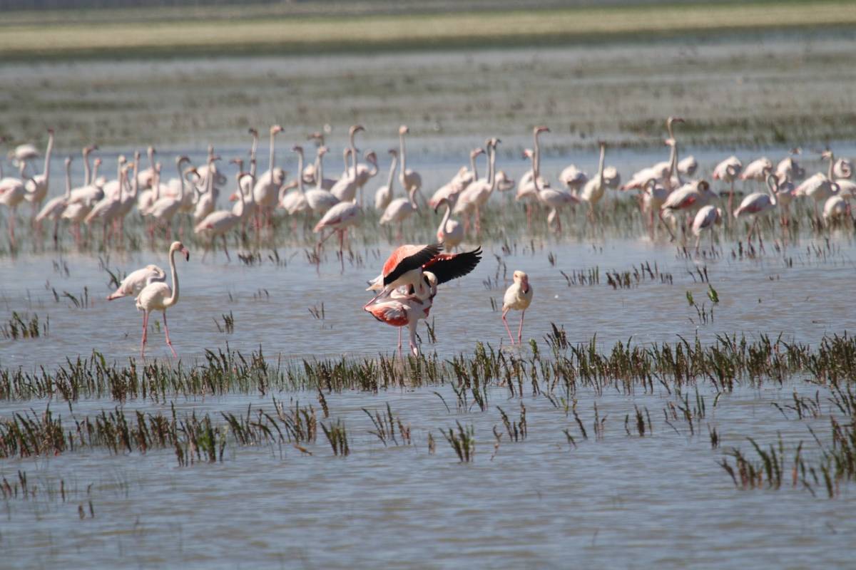 retos sequía Doñana