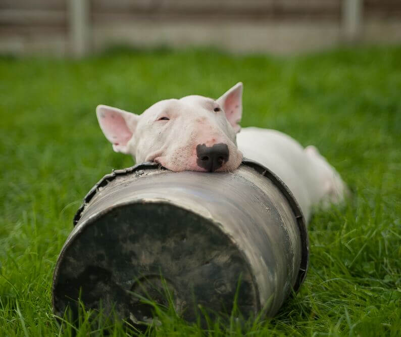 Bull_Terrier2