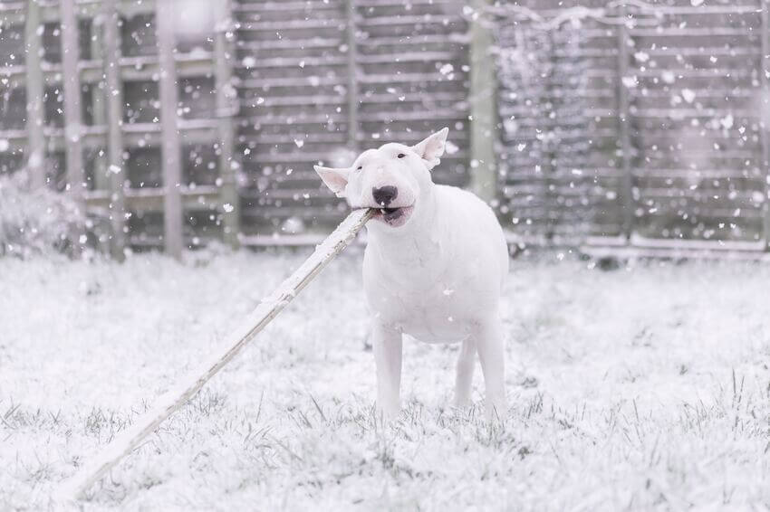 Bull_Terrier3