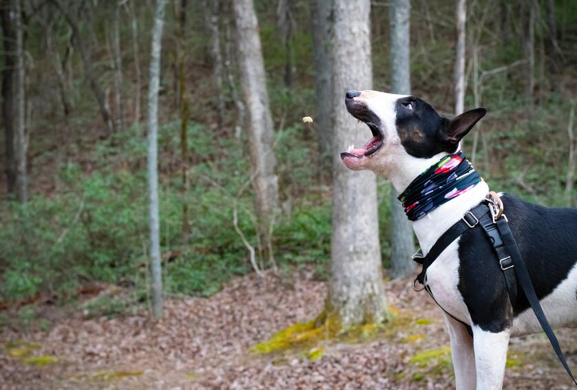 Bull_Terrier5