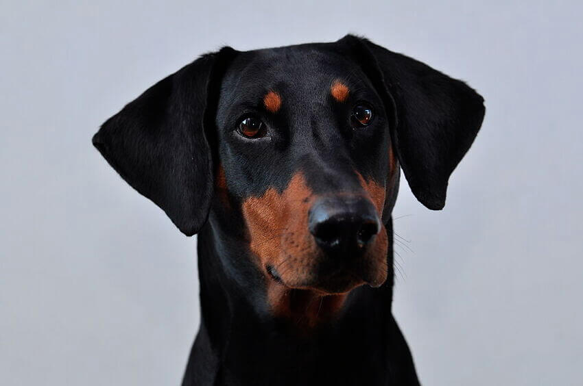 Dobermann