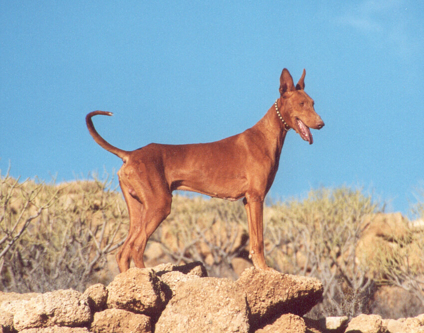 Podenco_Canario_2