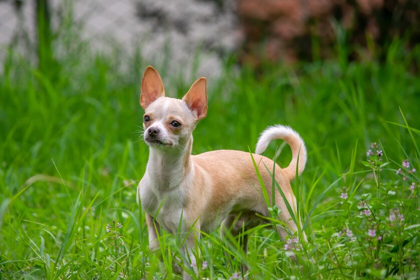 chihuahua1