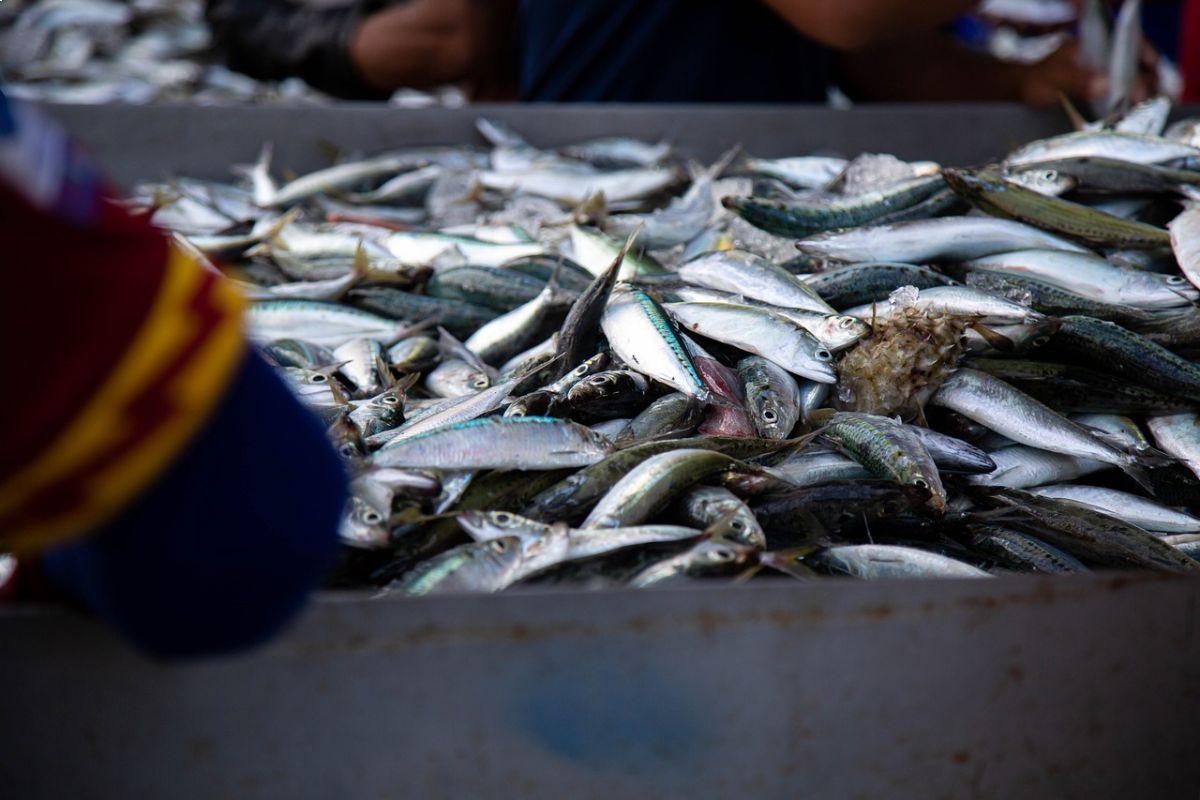 pesca sostenible ODS