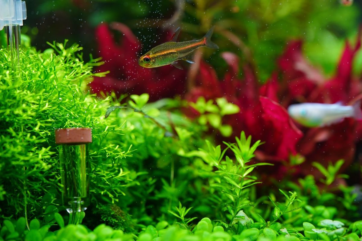 plantas para acuario
