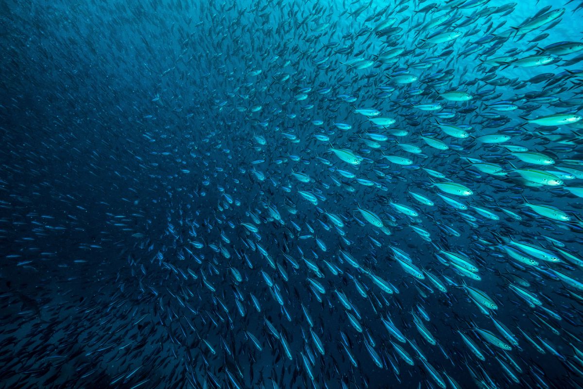 banco de sardinas pesca sostenible