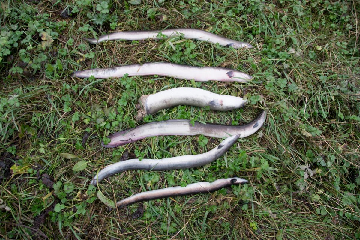anguilas angulas muertas