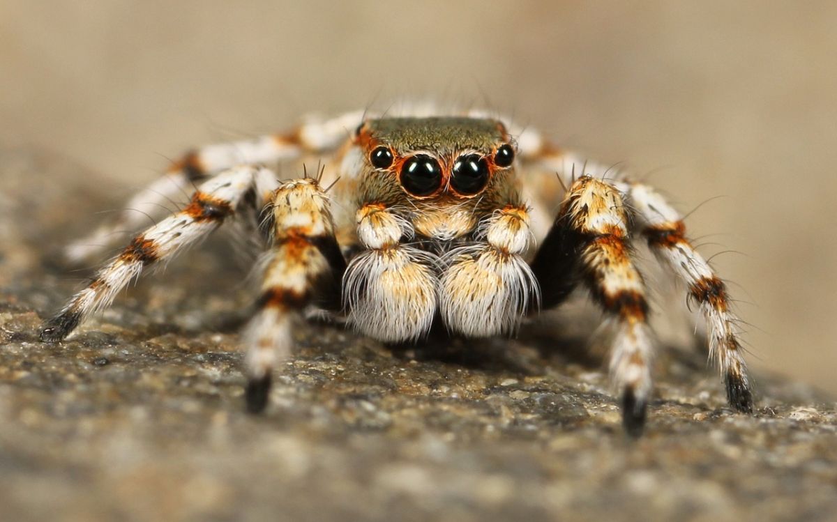 características arañas mascotas