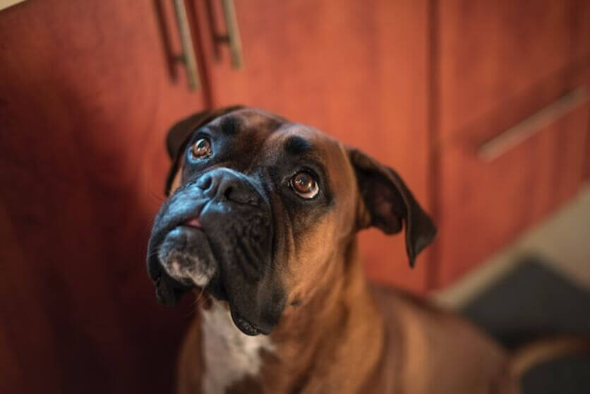 boxer3