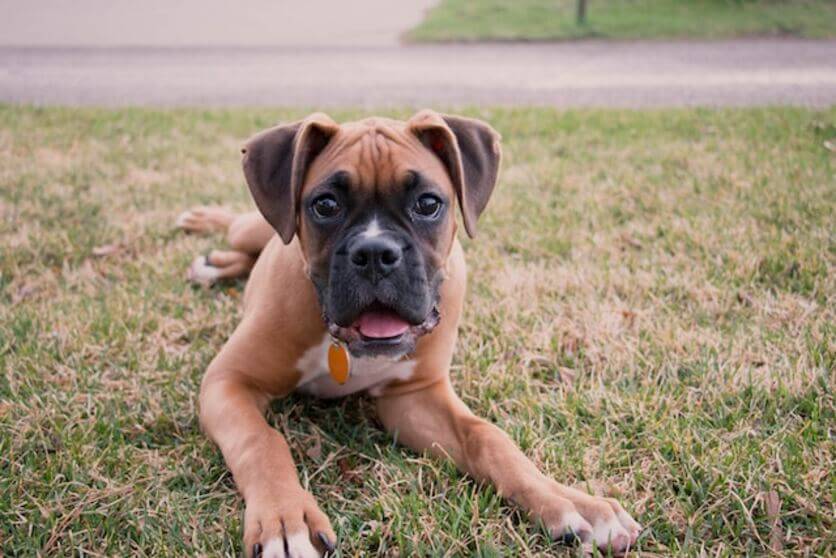 boxer4