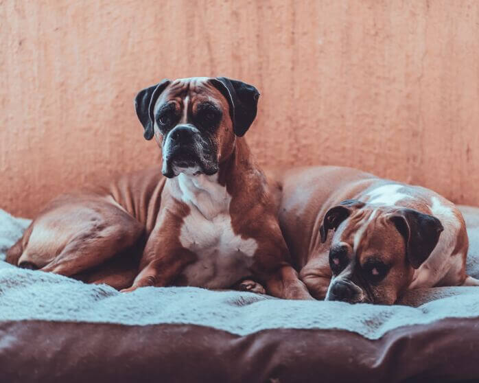 boxer5