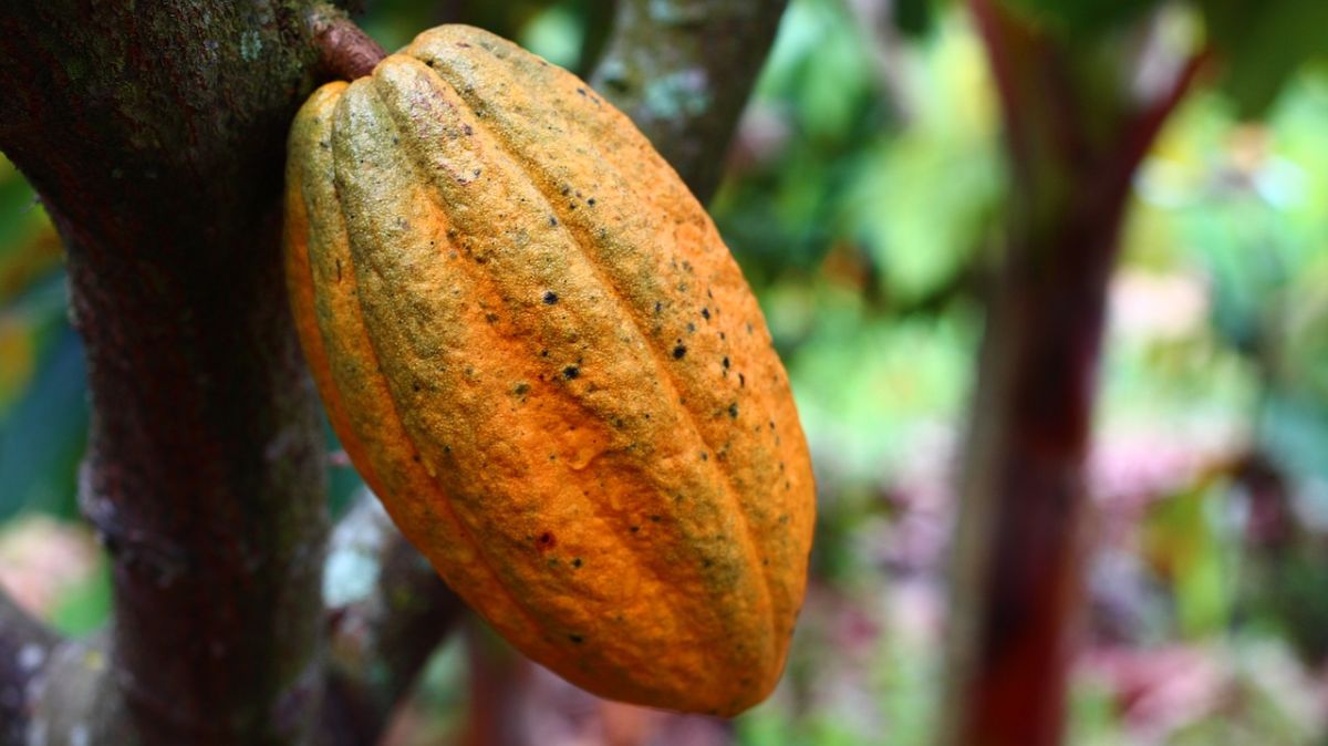 fruto del cacao natural