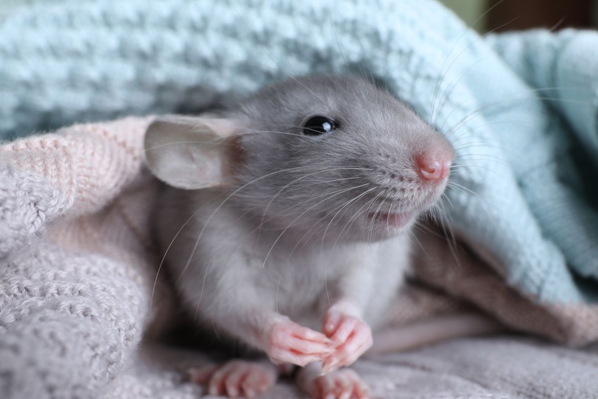 La rata se puede tener como mascota Consumer