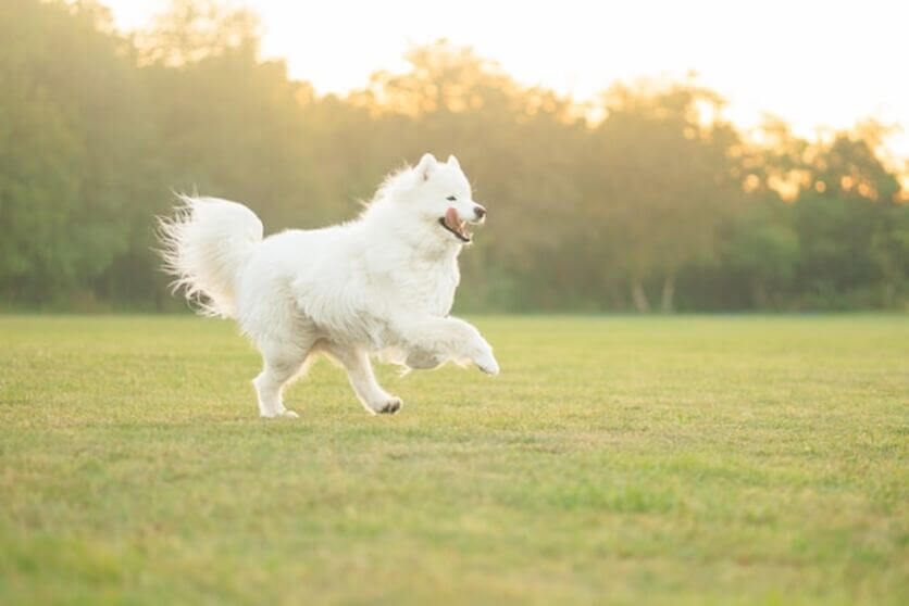 samoyedo1