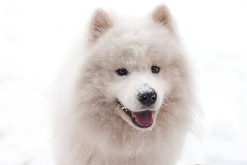 samoyedo2