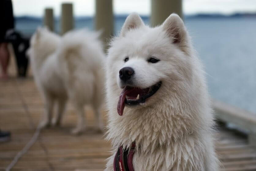 samoyedo3