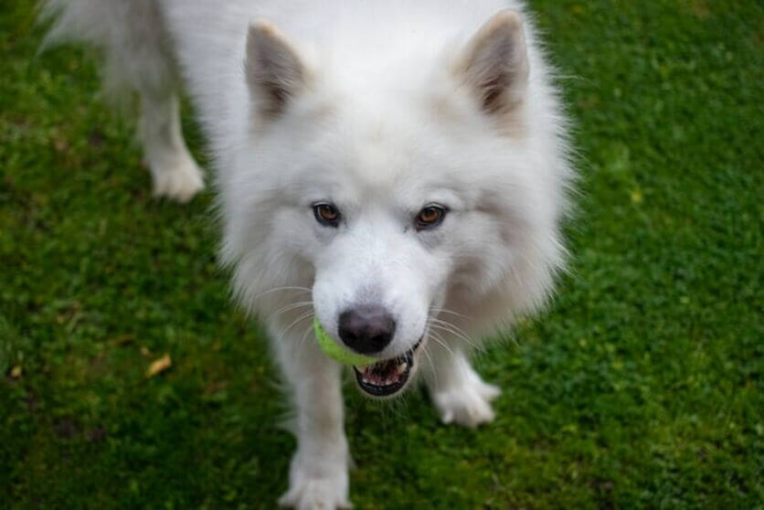 samoyedo5