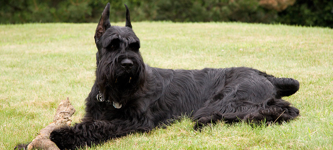 schnauzer-gigante-todo-lo-que-debes-saber-sobre-esta-raza-consumer